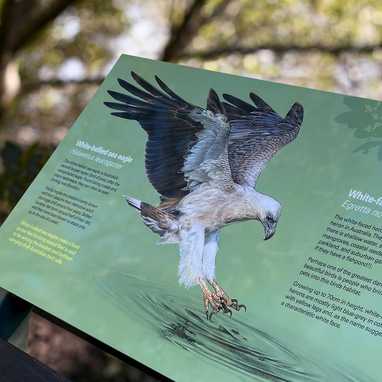 A series of interpretive signs, illustrated in-house and produced to help visitors to Brooklyn north of Sydney, understand the significance of mangroves and the biodiversity they support. Located on the Hawkesbury River estuary, the site is significant as it represents one of the densest regions of mangrove in Australia. Apart from being home to a huge variety of marine and birdlife, these shoreline forests perform the important role of protecting against erosion and extracting carbon from the atmosphere - locking it away in the pungent mud. In fact, mangroves are twice as efficient at extracting carbon from the atmosphere as forests on dry land. Illustrations by @paullittrichcreative