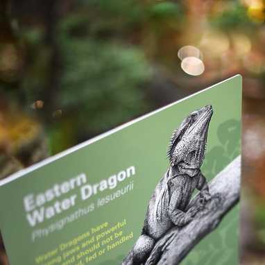 A very quick look at the process of digitising an original ink illustration to create a simple piece of interpretive signage.

The signs were installed recently in landscaped public gardens which feature water courses, providing the perfect habitat for this pre-historic looking Australian native reptile.

As a wildlife illustration that’s intended to inform, the composition conveys as many aspects of the Water Dragon’s characteristics as possible.

Its stance, while typical of the animal in the wild, was developed from several reference images, to fit within the constraints of a known sign dimension and word count; with the body complimenting the typography by counterbalancing and wrapping around the hierarchy of messaging.

After scanning, the illustration was masked and a background added in Photoshop. Layout and production artwork was created in InDesign.

Original illustration by @paullittrichcreative - Pigment liner on 300gsm archival watercolour paper.