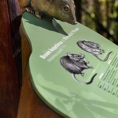 This bronze sculpture of an Antechinus — a native Australian marsupial — was created using the ‘lost-wax’ casting method. Lost-wax casting is an ancient technique in which a wax form is sculpted, encased in a silica mould, and then melted away to create a cavity. Molten bronze is poured into the cavity, where it hardens, leaving a metal version of the original form. This sculpture is part of a series of life-sized bronzes, mounted on interpretive signage that was also designed and illustrated wholly in-house by our resident artist. The project, which comprised 11 illustrations and 5 sculptures across 24 items of interpretive and wayfinding signage, was installed along an accessible bushland track at Galston in northwestern Sydney.